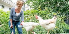 Wienerin bietet in ihrem Garten Therapie mit Hühnern an