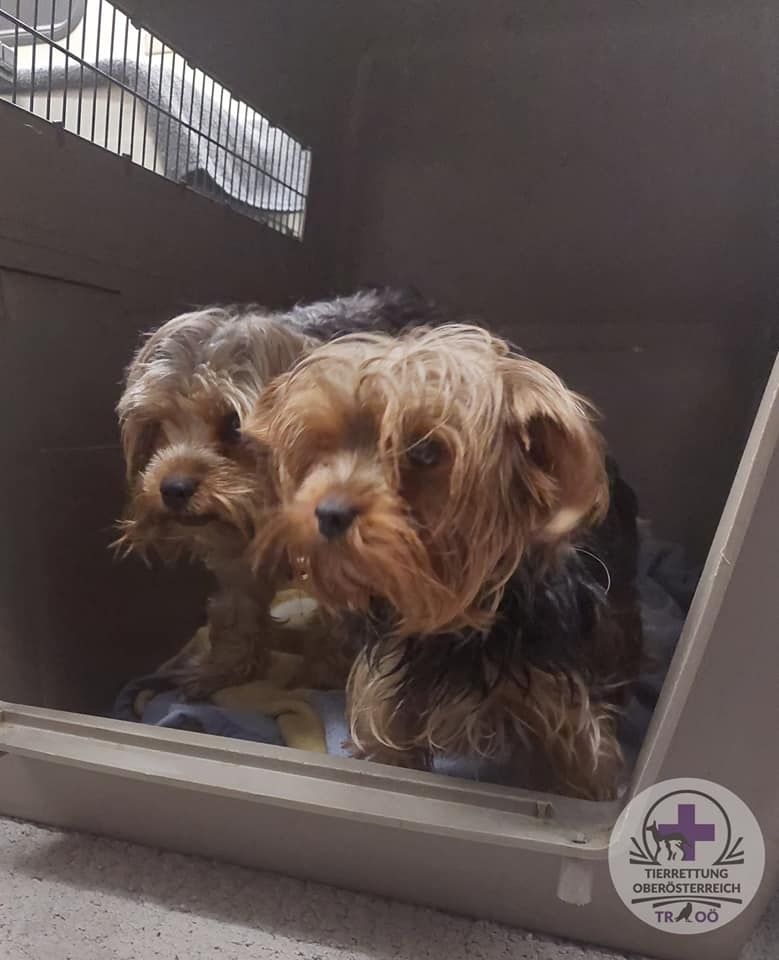 Die beiden Hunde waren völlig verwahrlost.