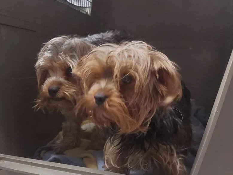 Die beiden Hunde waren völlig verwahrlost.