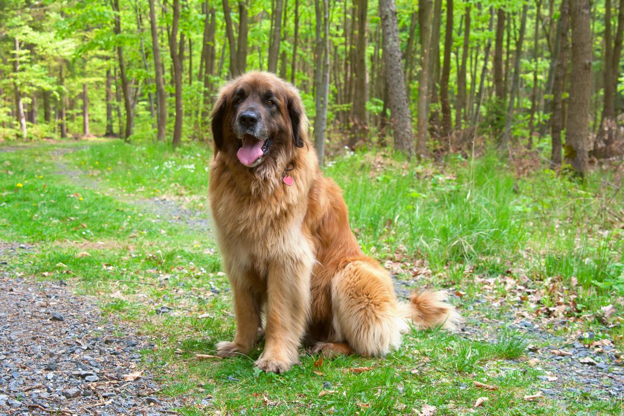 Die Frau wurde von einem Hund der Rasse Leonberger attackiert.
