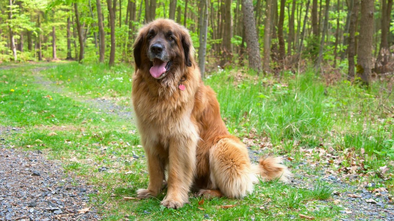 Die Frau wurde von einem Hund der Rasse Leonberger attackiert.