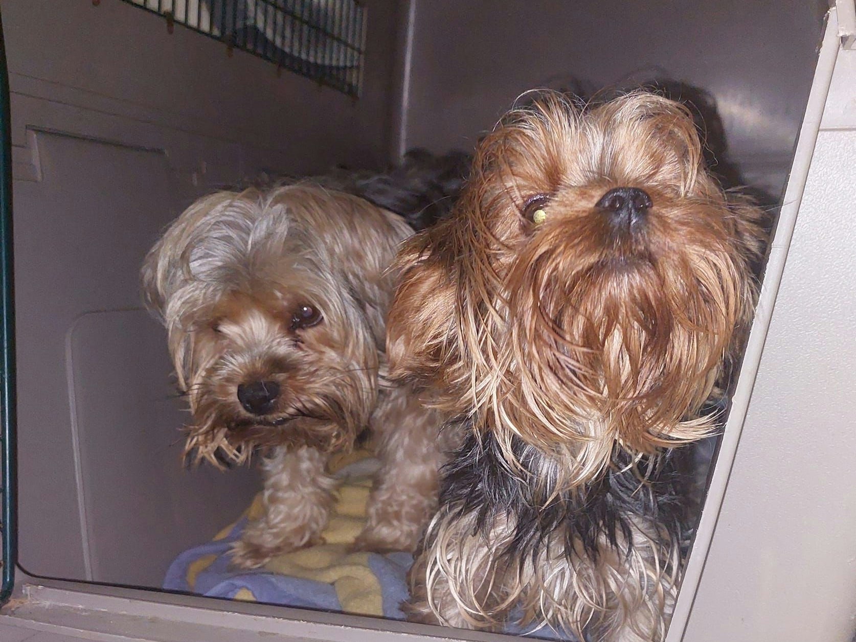 Die Tierrettung Oberösterreich konnte die Hund befreien.