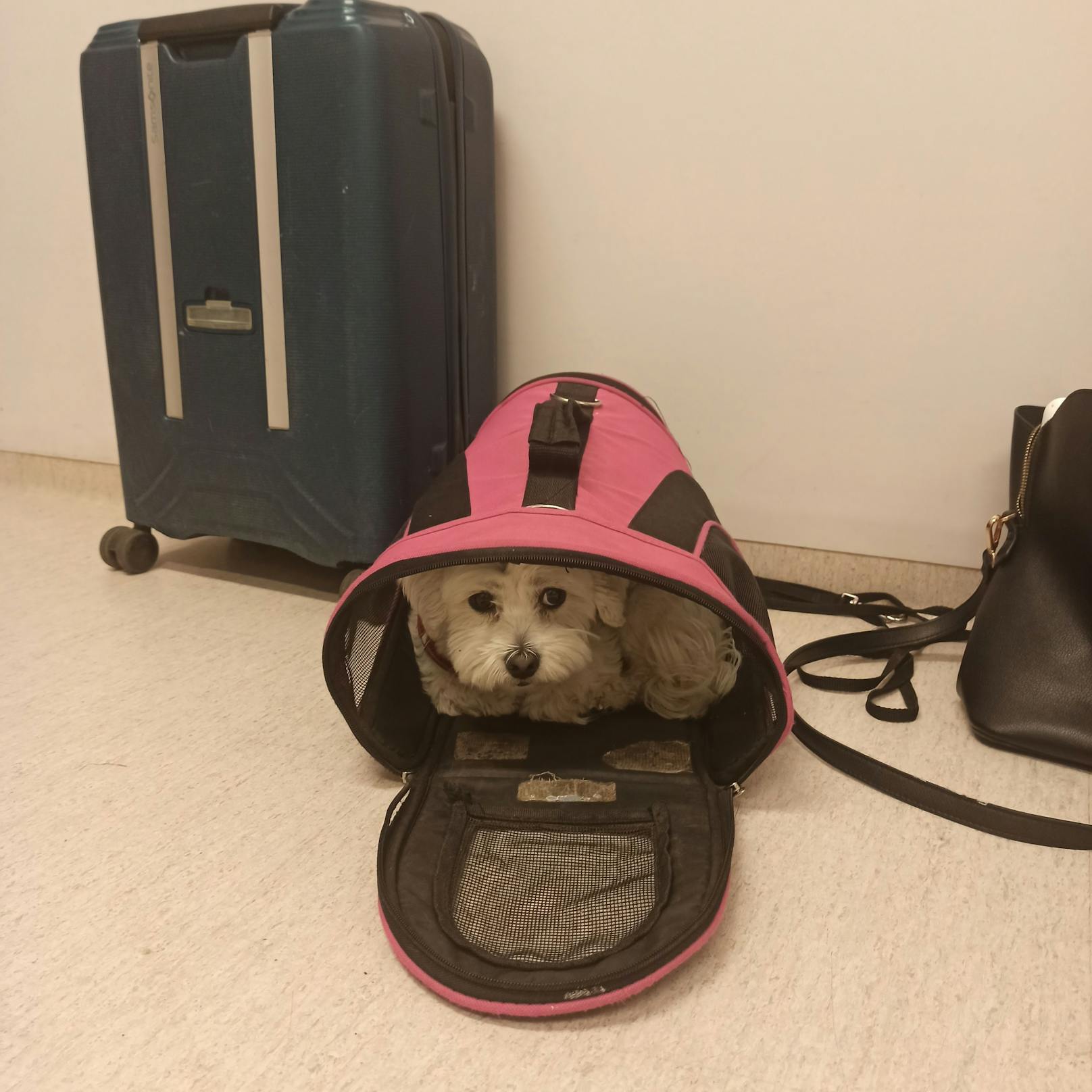 Am Flughafen in Stockholm wartete "Nalle" in Sicherheit in seiner Tasche auf den Heimflug.