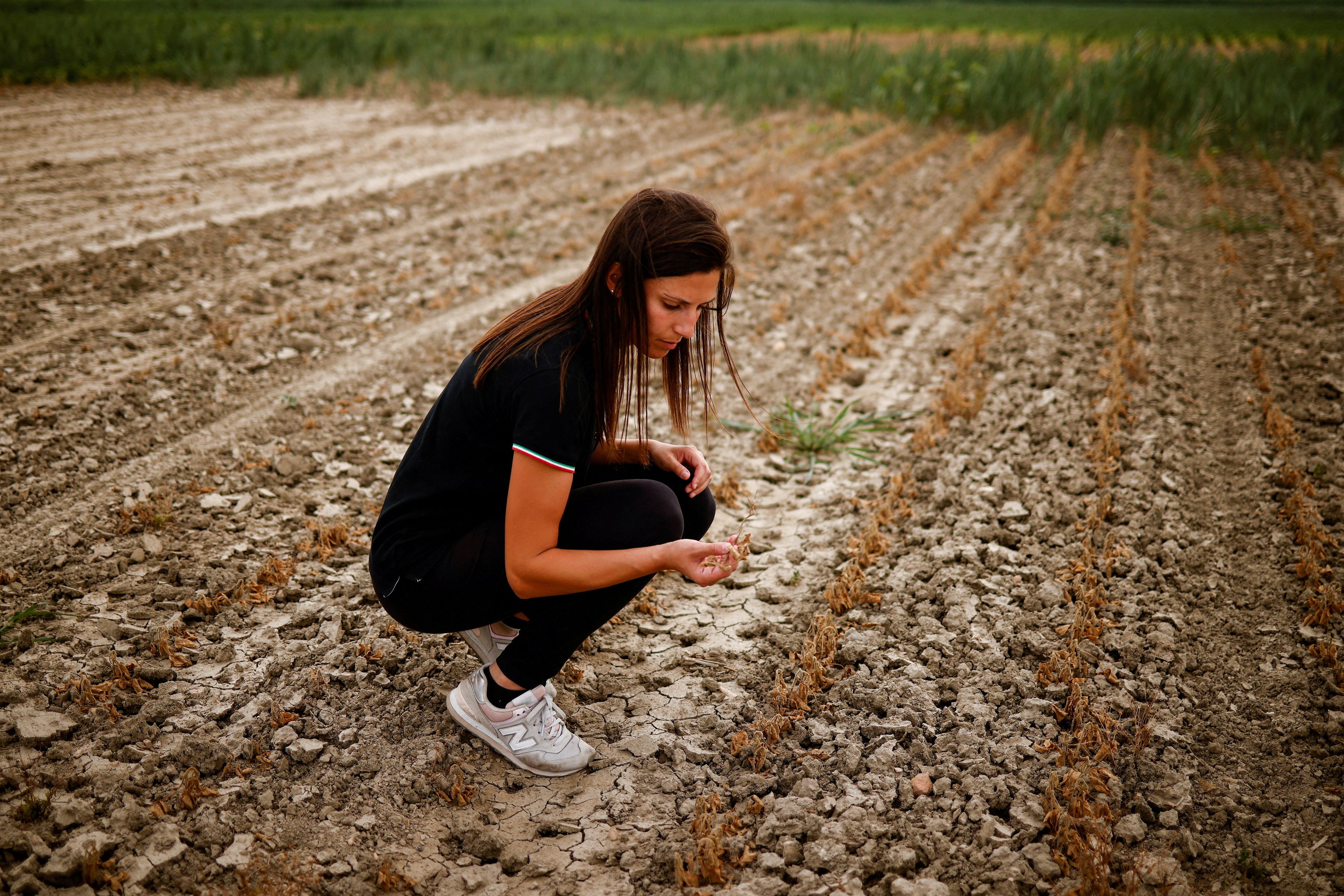 FILE PHOTO: Agricultural entrepreneur Federica Vidali, 29, checks her damaged soy plant, affected by salty seawater flowing into drought-hit River Po in Porto Tolle, Italy June 23, 2022. Picture taken 23, 2022. REUTERS/Guglielmo Mangiapane/File Photo