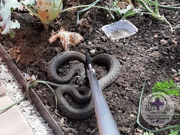 Es handelte sich um eine ungiftige Ringelnatter.