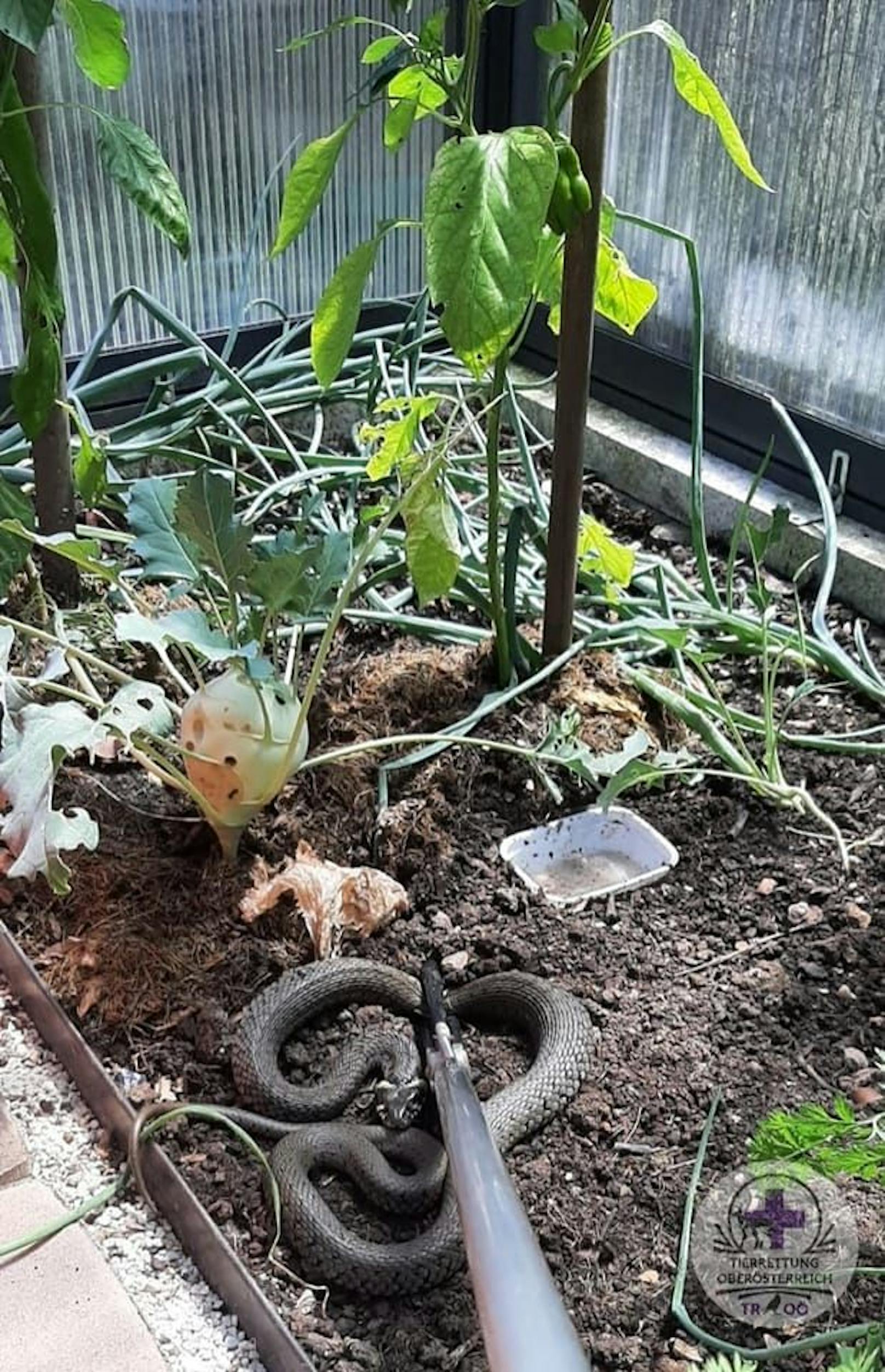 Familie will Gemüse ernten – findet aber Schlange