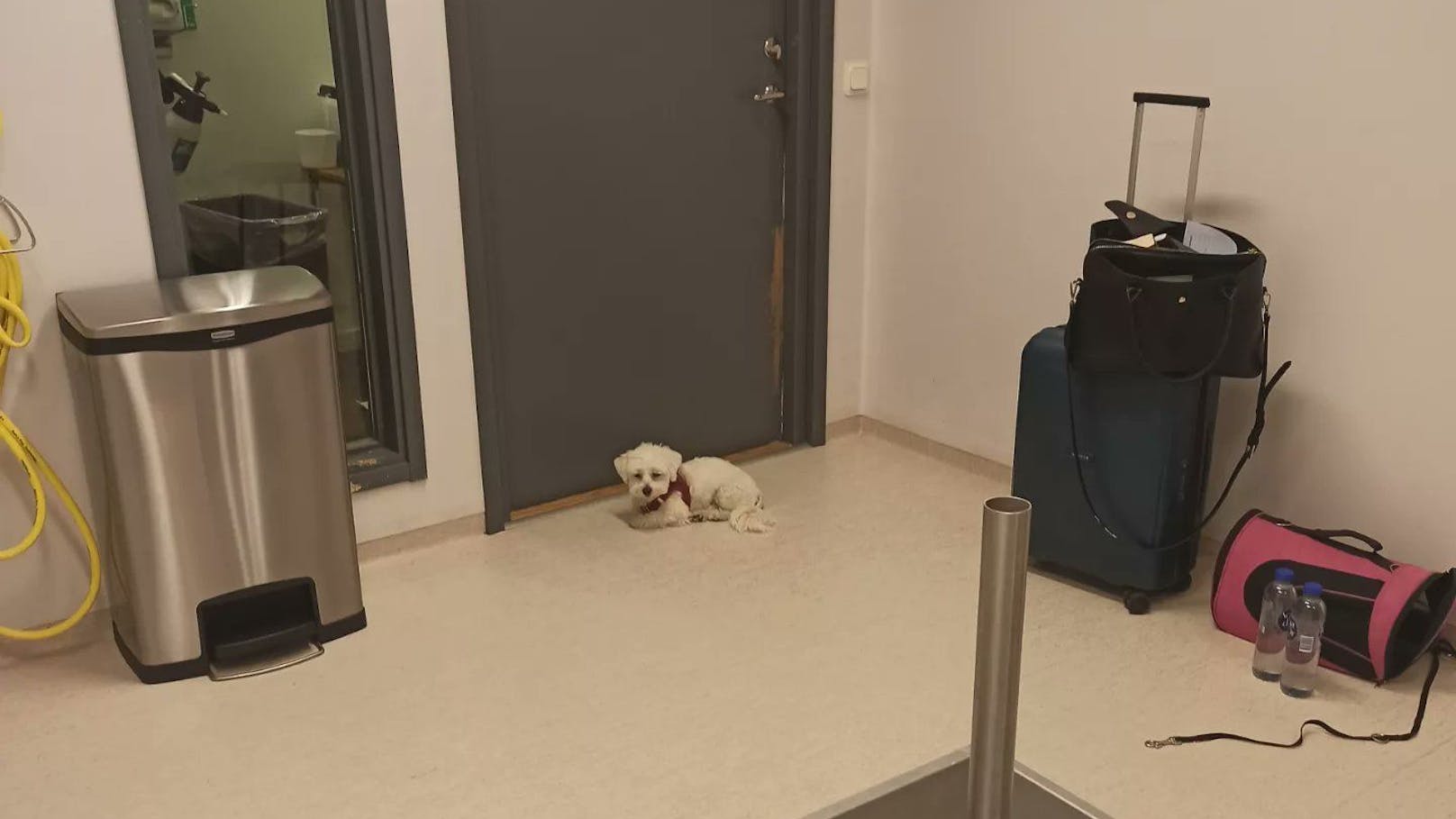 Malteser-Rüde "Nalle" in Quarantäne am Flughafen von Stockholm – sichtlich verängstigt und verzweifelt.