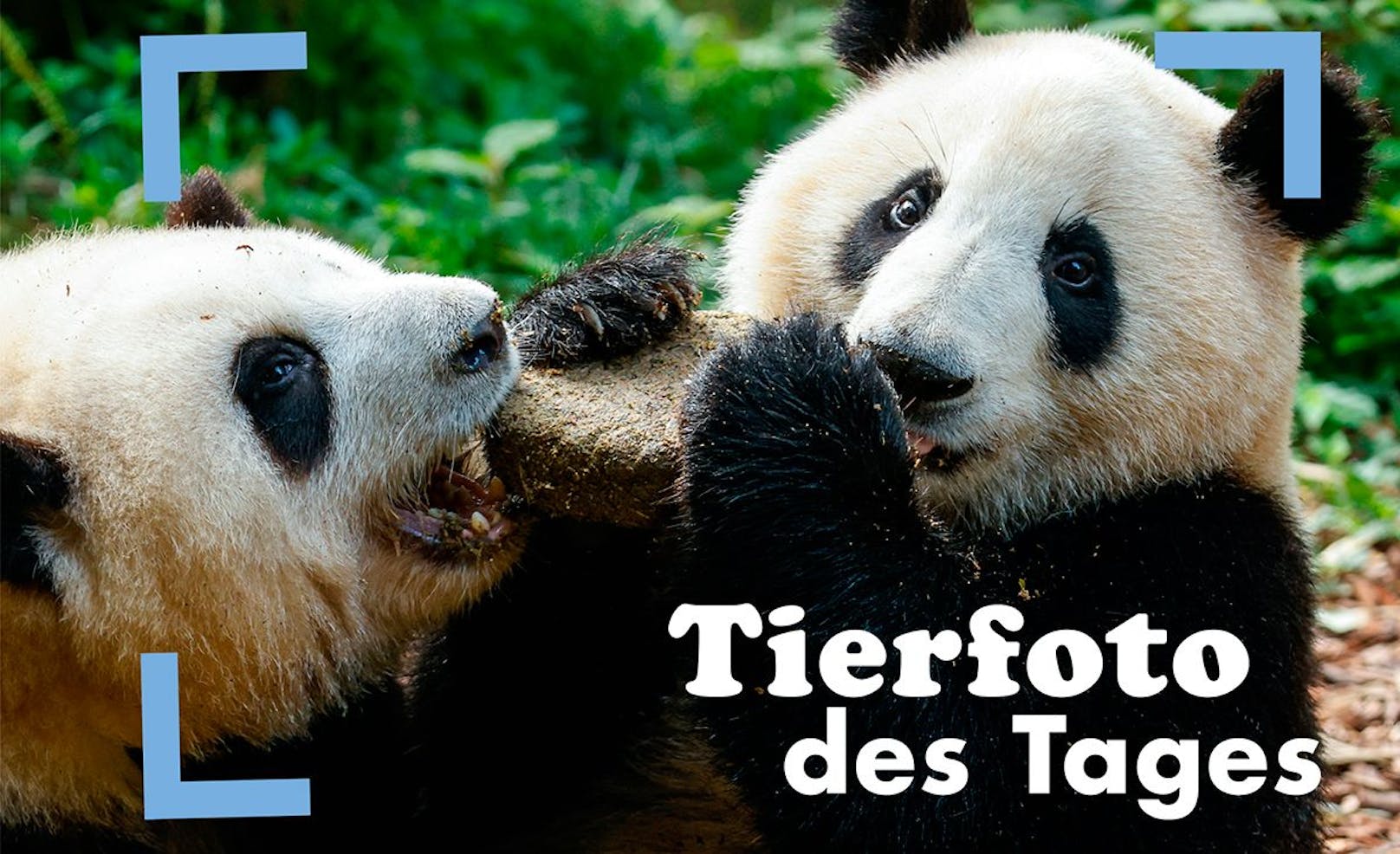 <strong>Zwillinge durch und durch! </strong>Die Panda-Geschwister aus dem&nbsp;China Conservation &amp; Research Center für Große Panda in Chengdu sind zwei Jahre alt geworden und streiten auch um die Torte nicht.