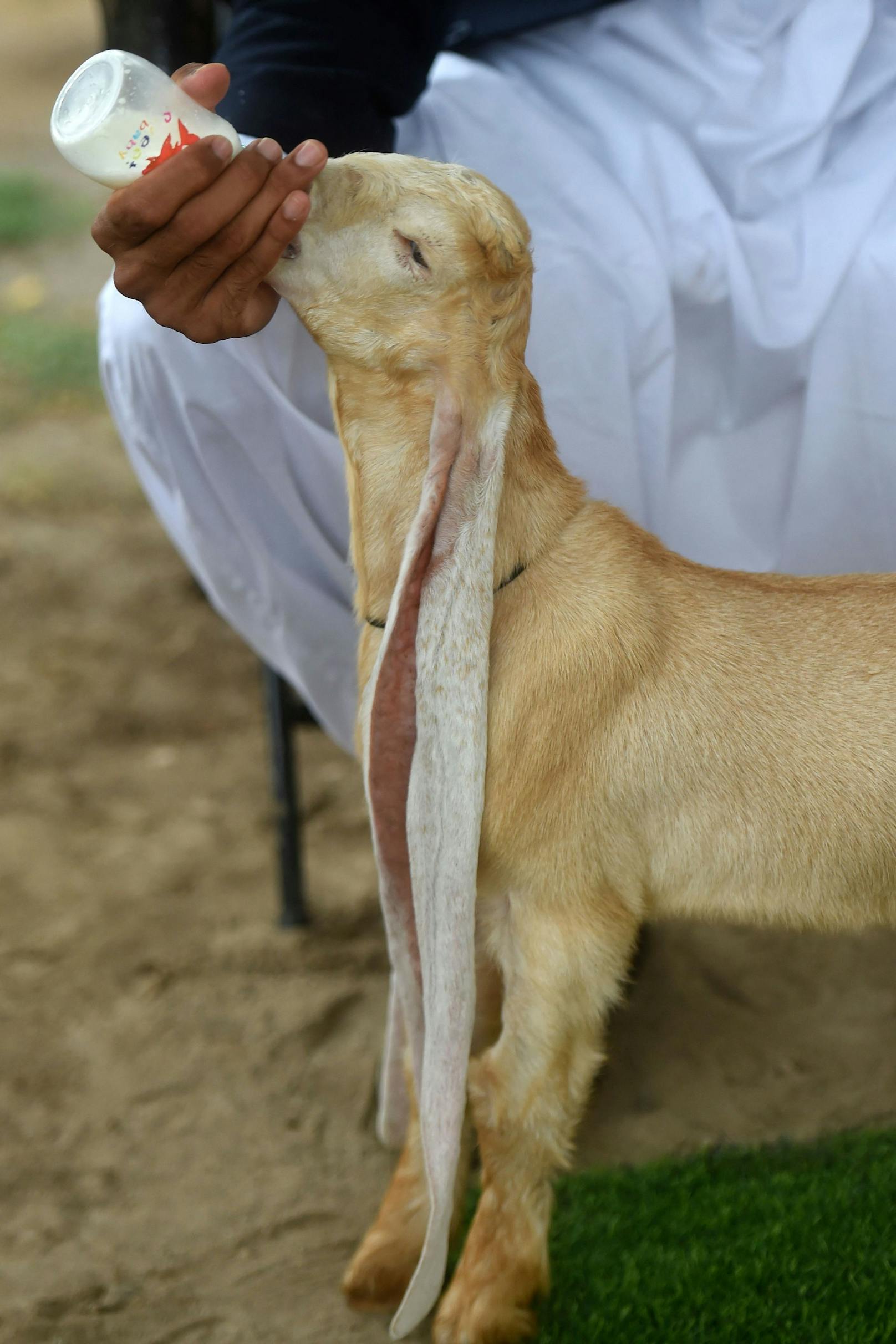 Wegen seiner ungewöhnlich langen Ohren ist er in Pakistan schnell zu einer lokalen Berühmtheit geworden.