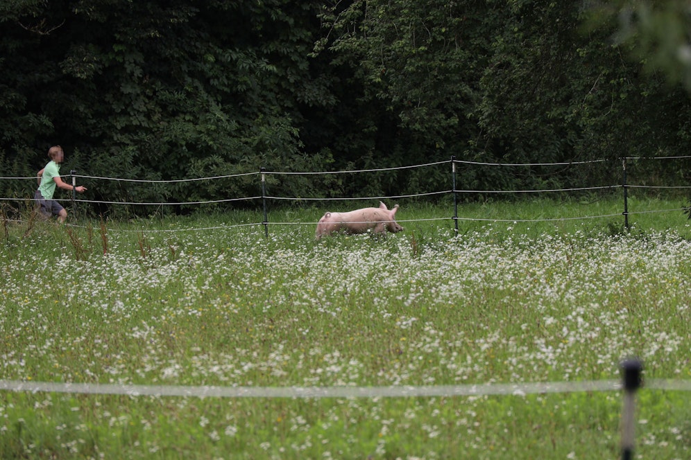 Das Schwein konnte zunächst vorm Schlachthof flüchten.