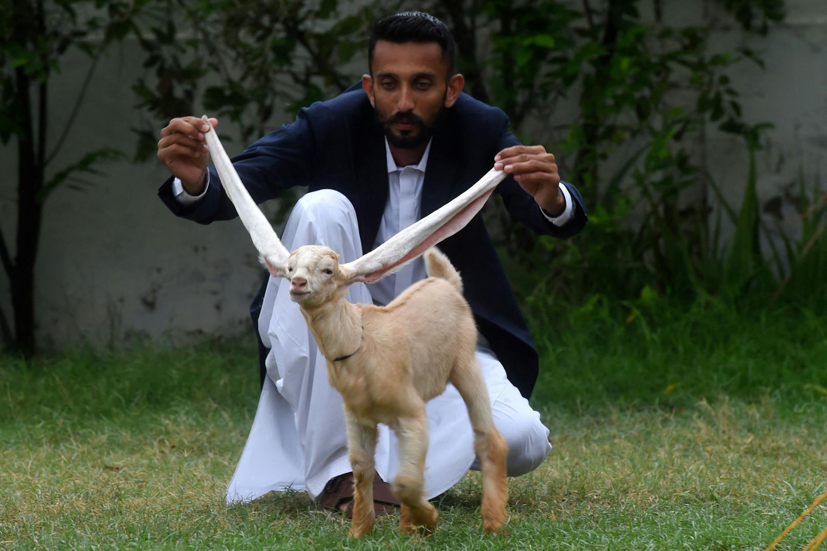 Sein Züchter,&nbsp;Mohammad Hasan Narejo, möchte Simba sogar ins Guinness Buch der Rekorde bringen.