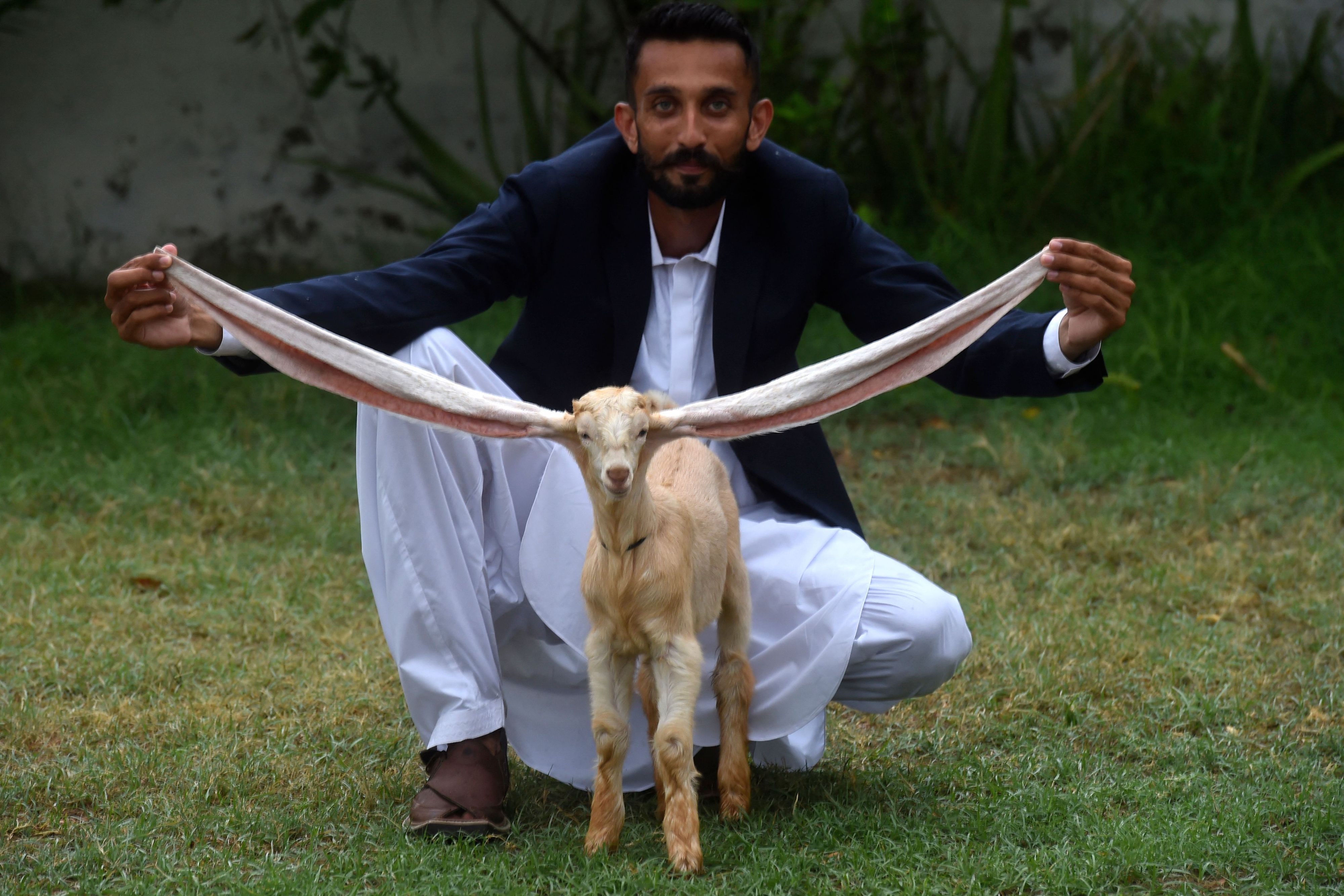Download von www.picturedesk.com am 08.07.2022 (12:08).  TOPSHOT - Breeder Mohammad Hasan Narejo displays the ears of his kid goat Simba, in Karachi on July 6, 2022. - A kid goat with extraordinarily long ears has become something of a media star in Pakistan, with its owner claiming a world record that may or may not exist. (Photo by Asif HASSAN / AFP) - 20220706_PD5075 - Rechteinfo: Rights Managed (RM) Nur für redaktionelle Nutzung! Werbliche Nutzung erfordert Freigabe: bitte schicken Sie uns eine Anfrage.