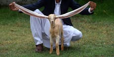 Ziegenbaby "Simba" ist Pakistans neuer Star