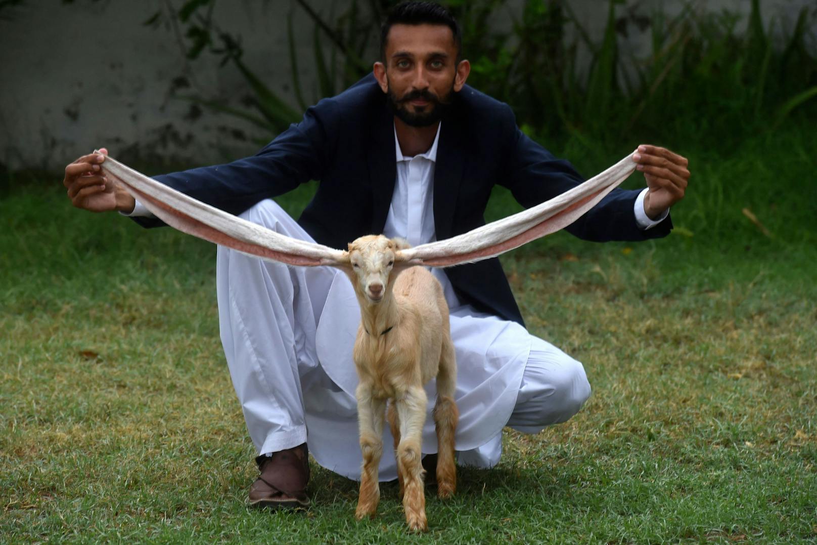 Ziegenbaby "Simba" ist Pakistans neuer Star