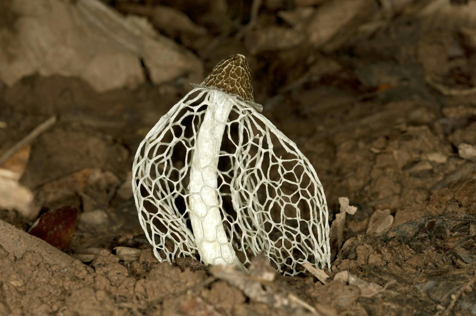 Tropische Stinkmorchel, Phallus indusiatus (Phallus indusiatus). Die Kappe ist bedeckt von einer bräunlichen faulriechenden Schicht.