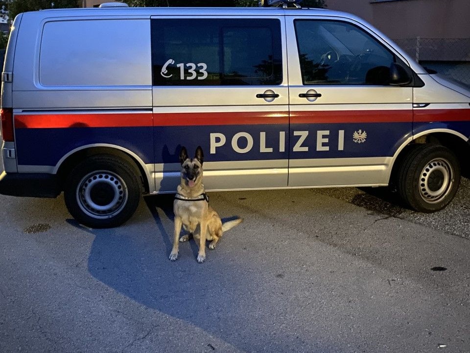 Diensthund Abby stellte den Einbrecher