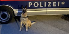 Polizeihund "Abby" stellt Einbrecher im Stiegenhaus