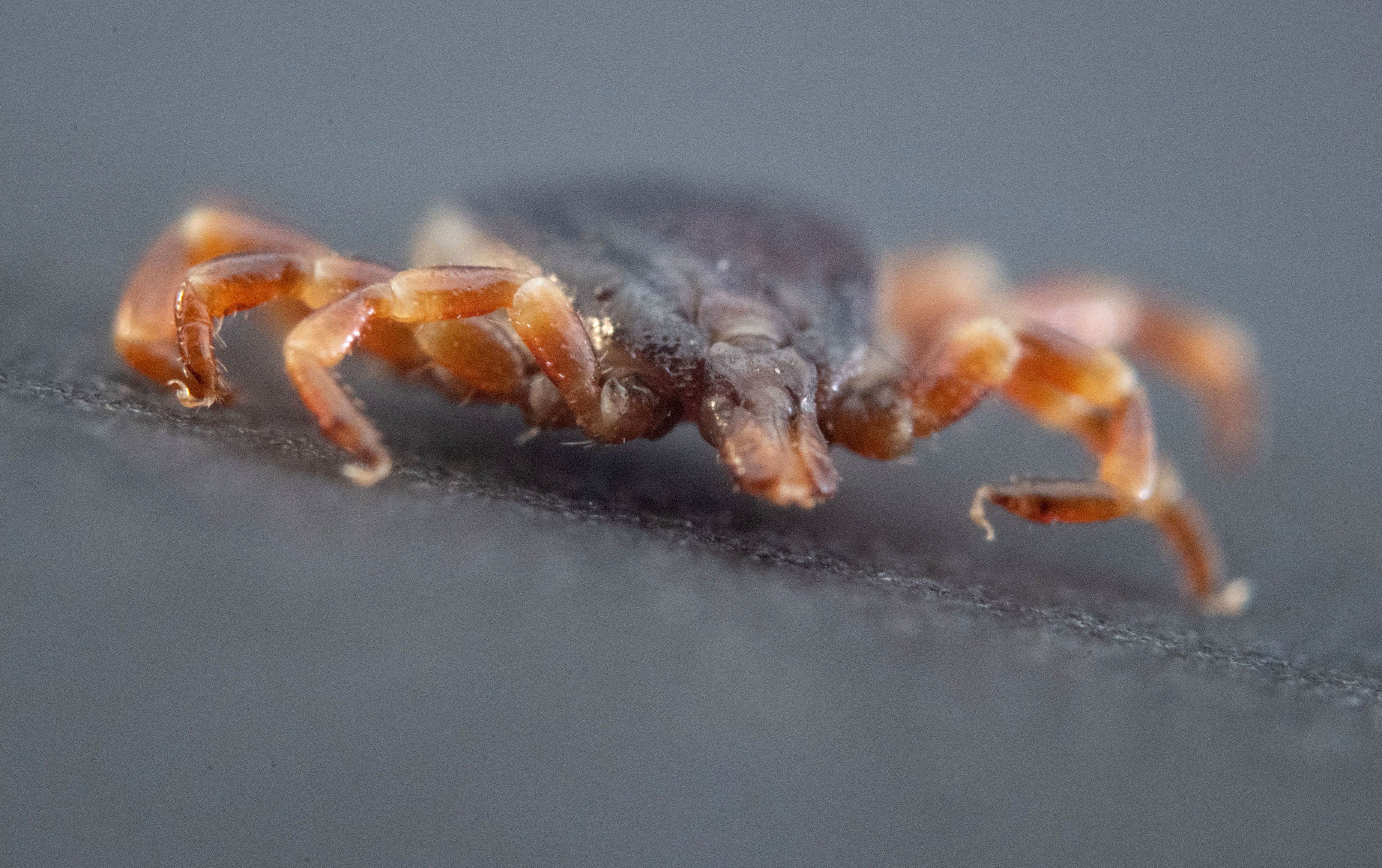 Download von www.picturedesk.com am 09.07.2022 (14:03).  17 February 2020, Baden-Wuerttemberg, Stuttgart-Hohenheim: A dead Hyalomma marginatum lies on a black piece of cardboard in the parasitology department of the University of Hohenheim. (zu dpa "Fewer TBE cases after tick bites - sharp decline in the south") Photo: Marijan Murat/dpa - 20200217_PD3635 - Rechteinfo: Rights Managed (RM)