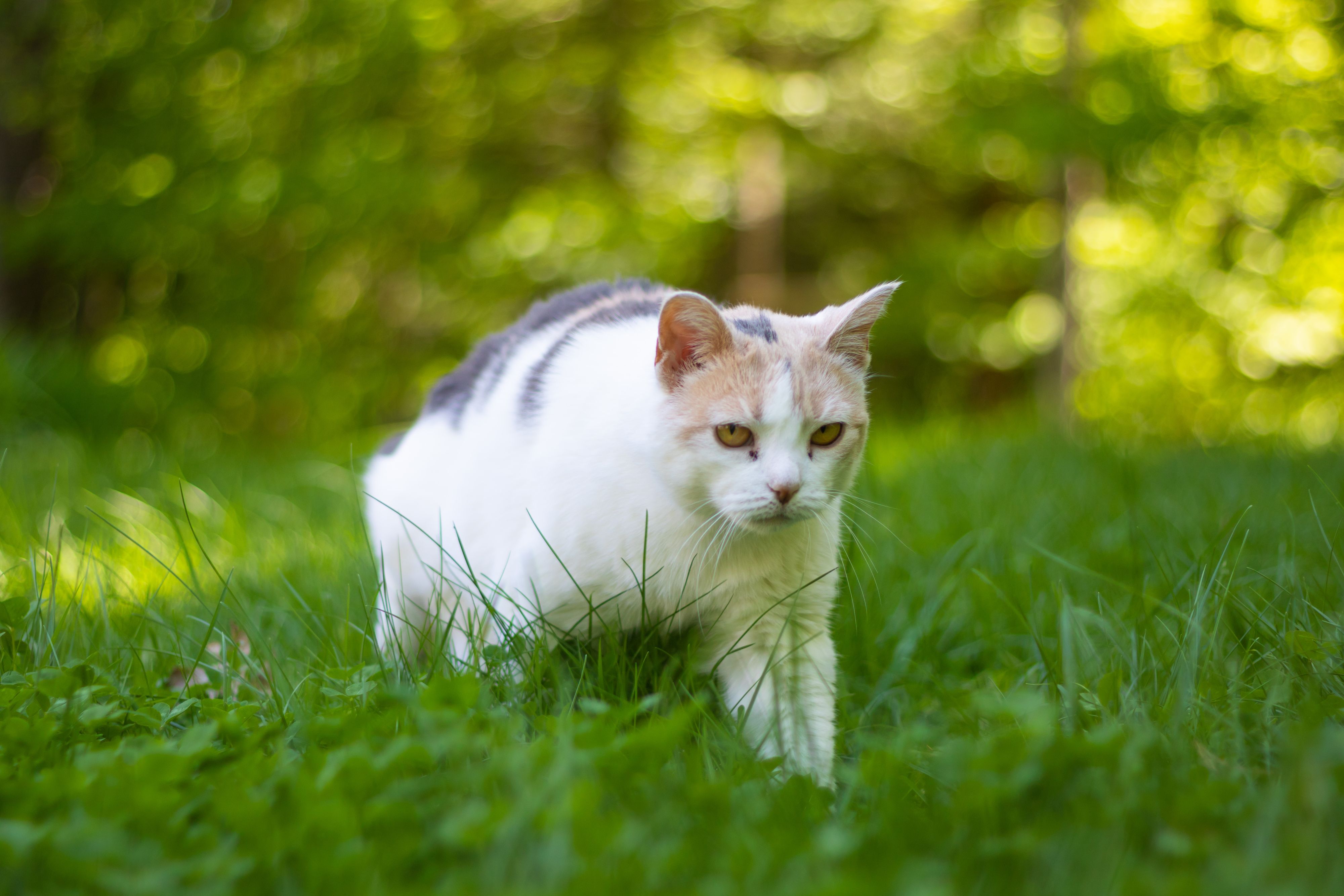 Katzen dürfen in Walldorf seit Mai nur mehr angeleint hinaus.