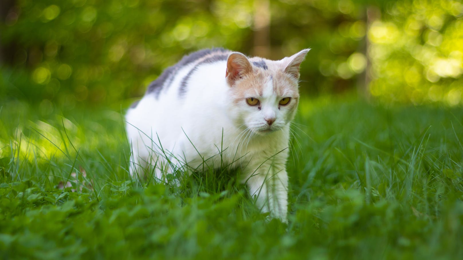 Katzen dürfen in Walldorf seit Mai nur mehr angeleint hinaus.