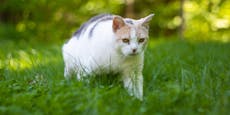 Katze bricht "Lockdown" – das kostet 500 € Strafe