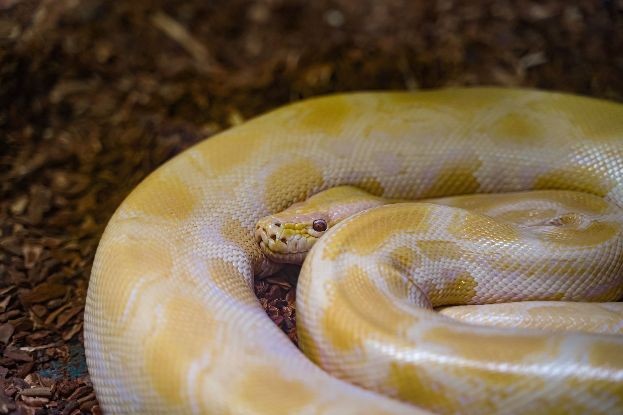 "Goldpythons" sind Albino-Formen der Tigerpythons. Sie können mehrere Meter lang werden.