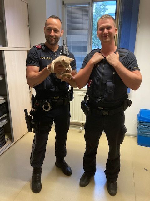 Samtpfote löste Unfall aus: Polizisten mit der geretteten Katze