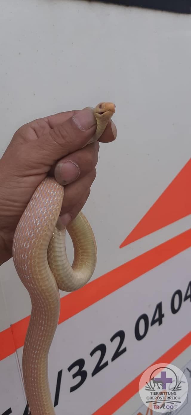 Bei der Schlange handelt es sich vermutlich um eine Albino-Äskulapnatter.