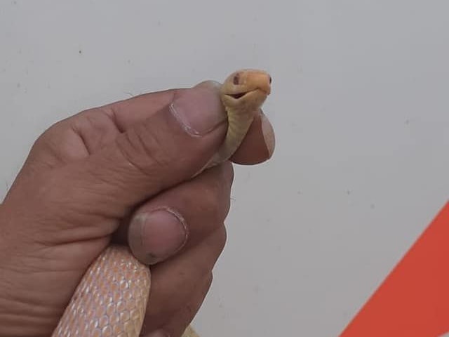 Bei der Schlange handelt es sich vermutlich um eine Albino-Äskulapnatter.