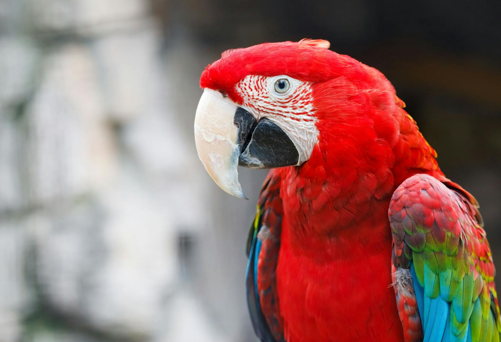 Gesprächiger Papagei schlägt Einbrecher in die Flucht