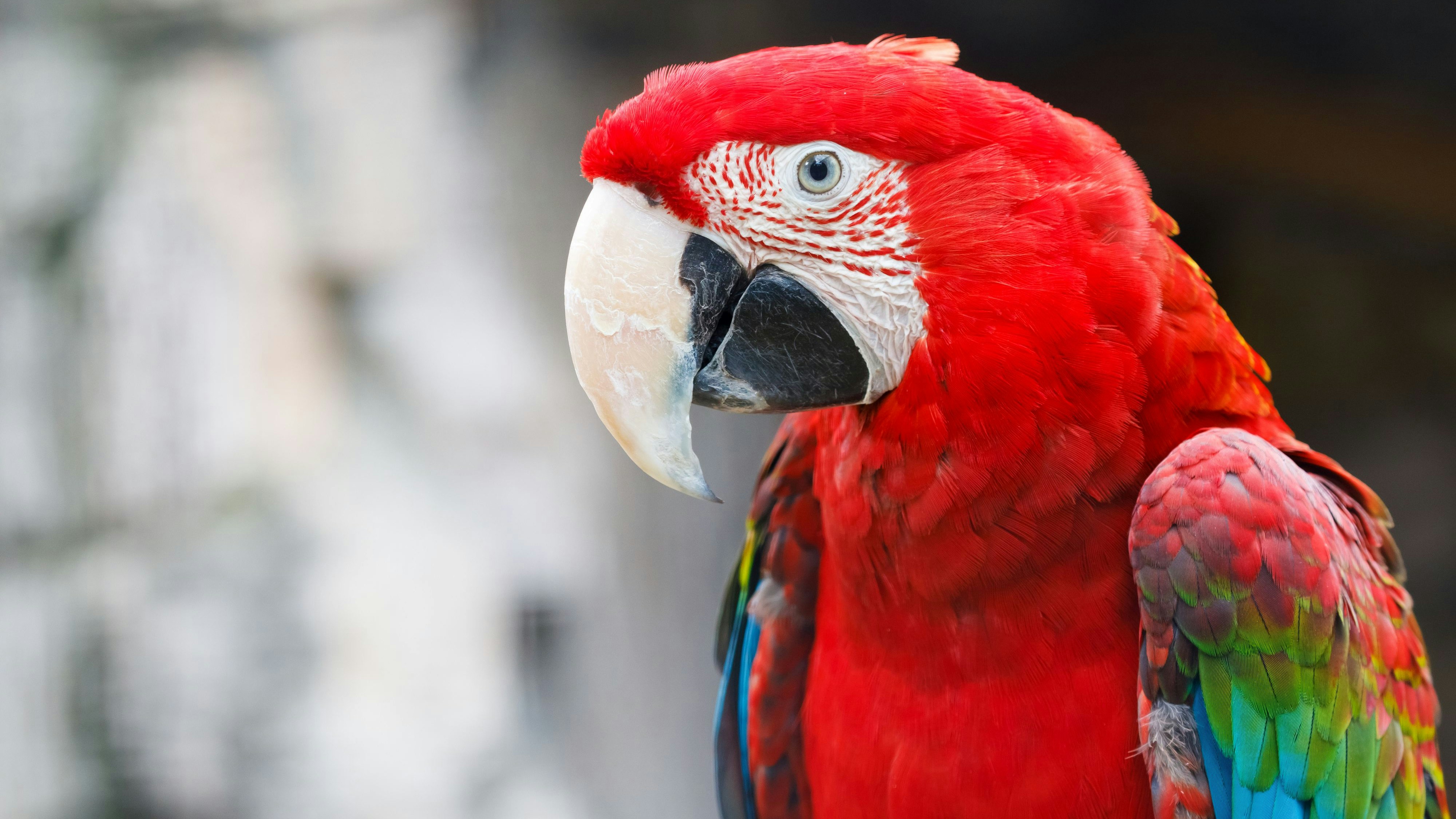 Ein Papagei hat es geschafft, zwei Einbrecher zu erschrecken (Symbolbild).