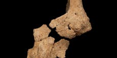 Das ist womöglich Europas ältester menschlicher Knochen