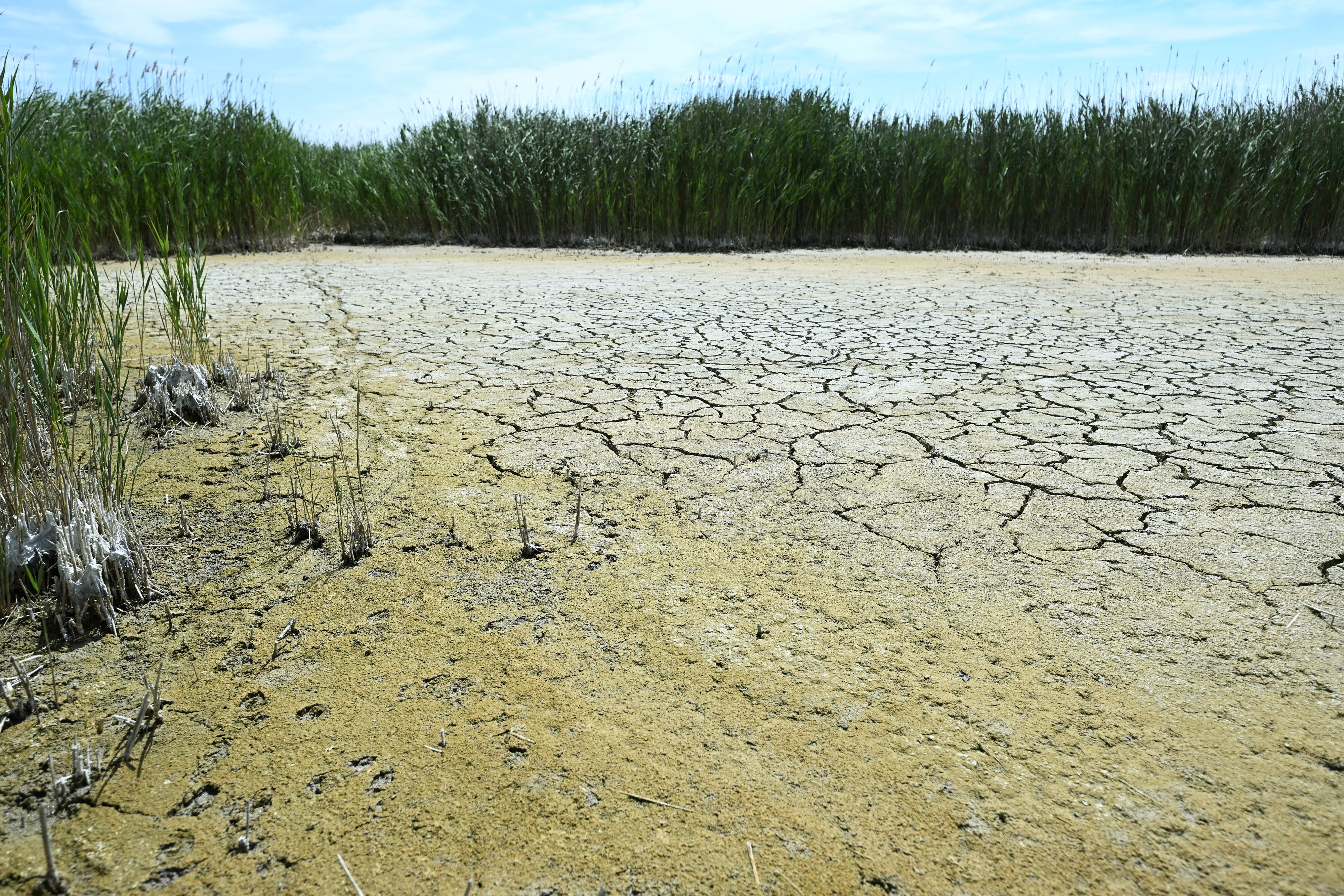 Blick auf einen ausgetrockneten Teil des Neusiedler Sees bei Illmitz. 
