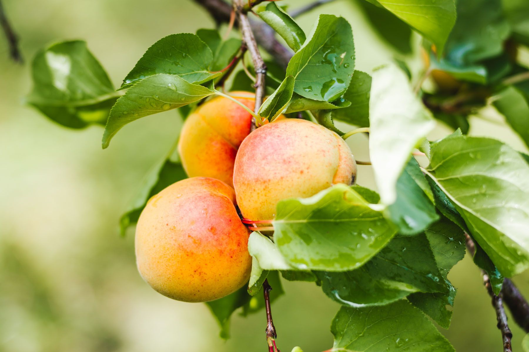 Marillen-Haupternte steht bevor