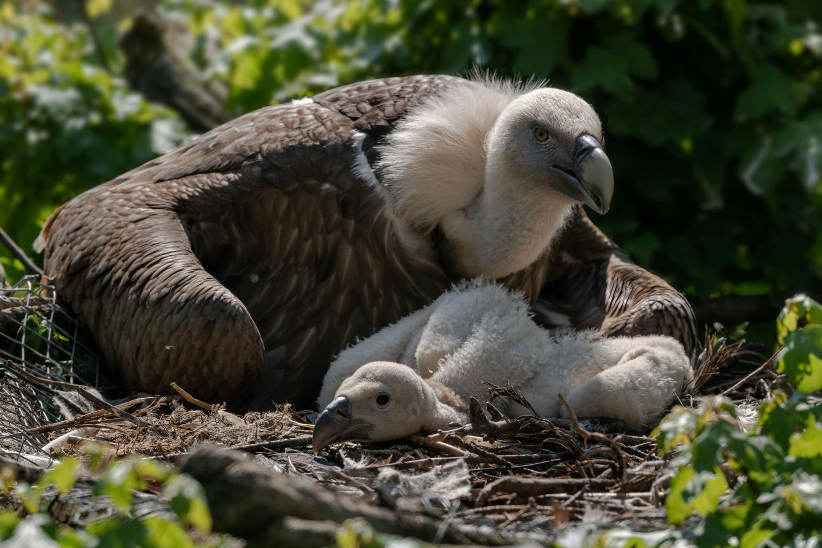 Der kleine Gänsegeier wird langsam flügge.