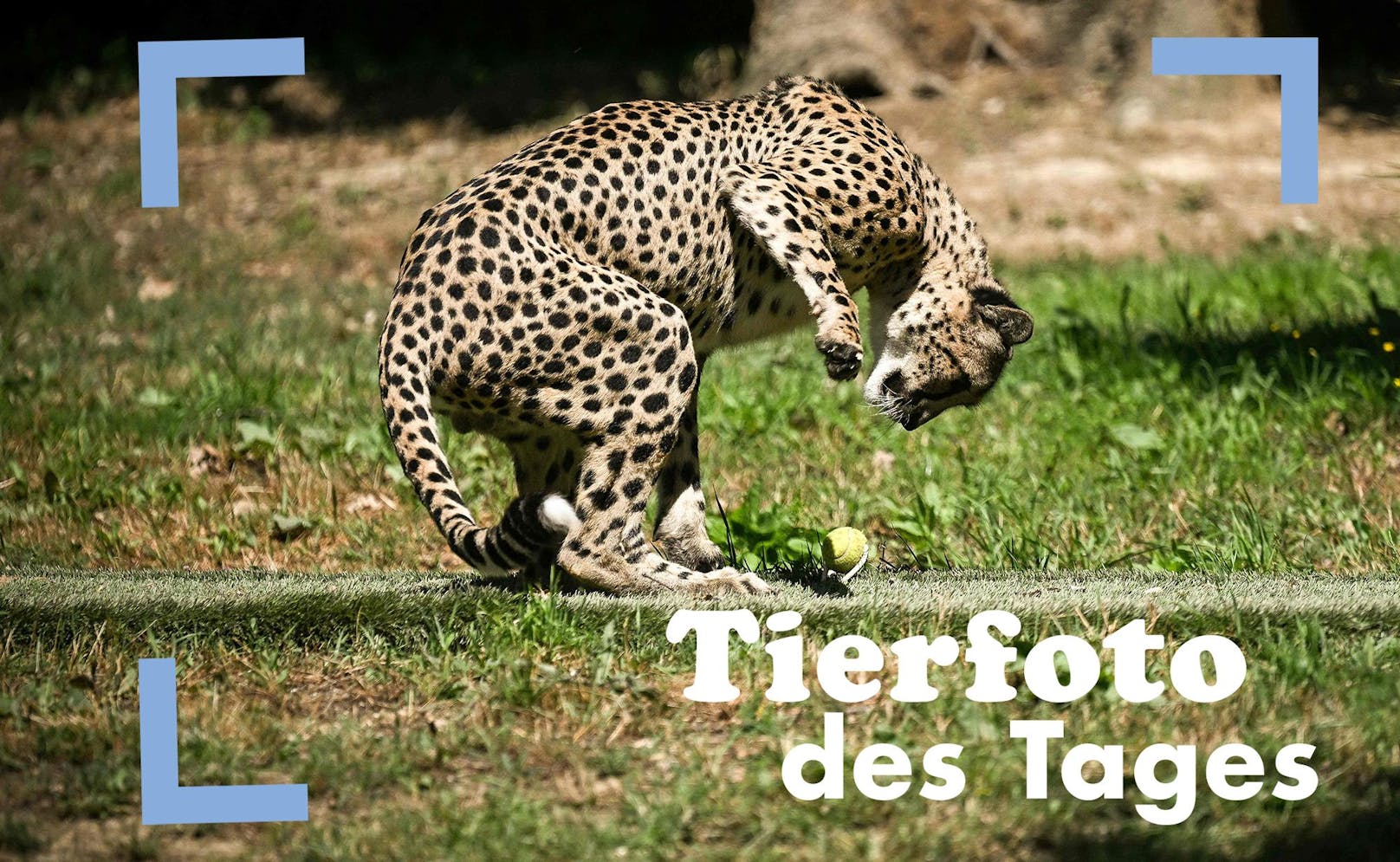 Ein besonders toller Schnappschuss ist hier von einem jungen Gepard in einem Zoo in Frankreich entstanden. Das Tier untersucht gerade den Sprint-Dummy.