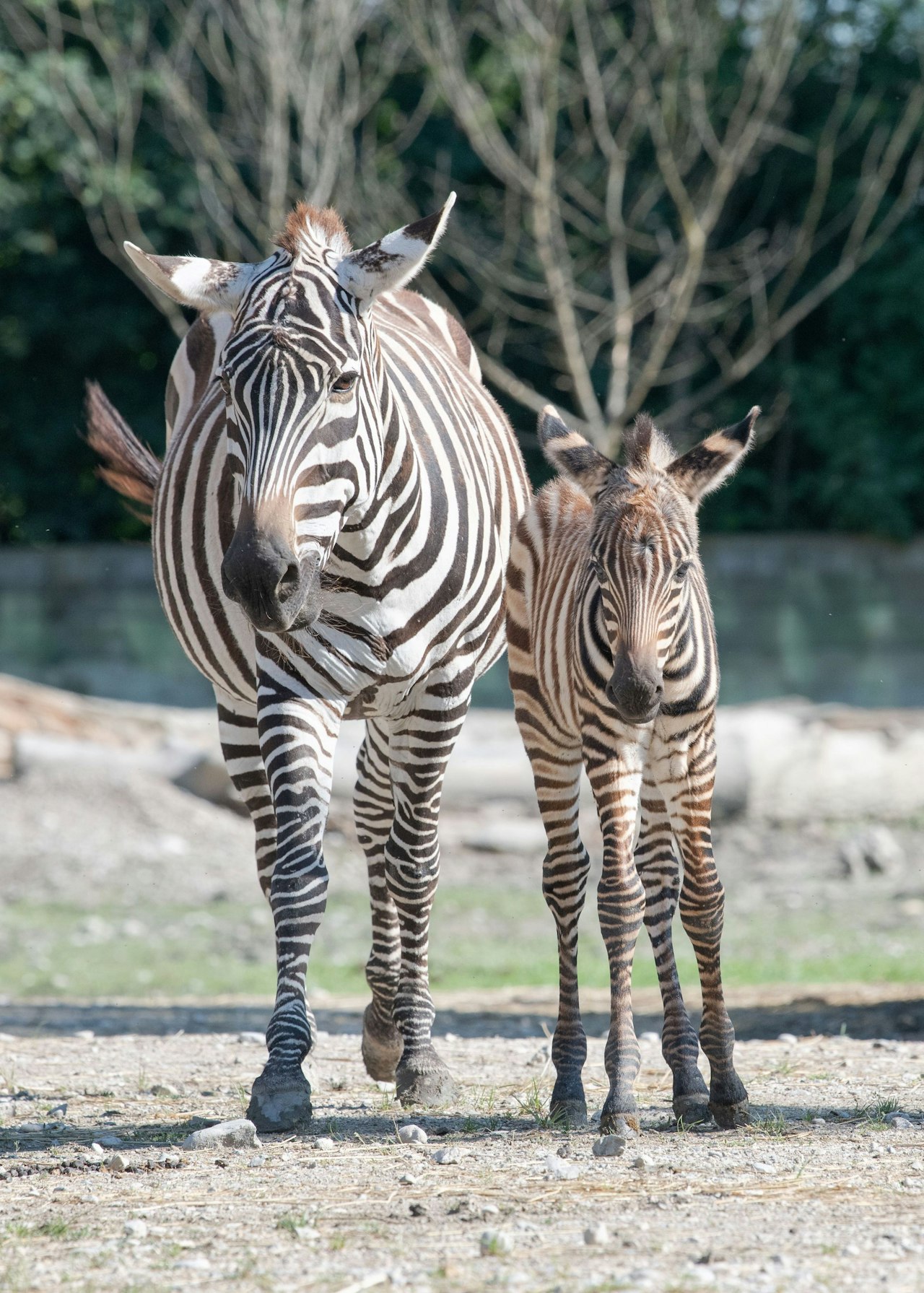 Heute.at - Babyboom – Zoo Schmiding präsentiert süßen Kindergarten