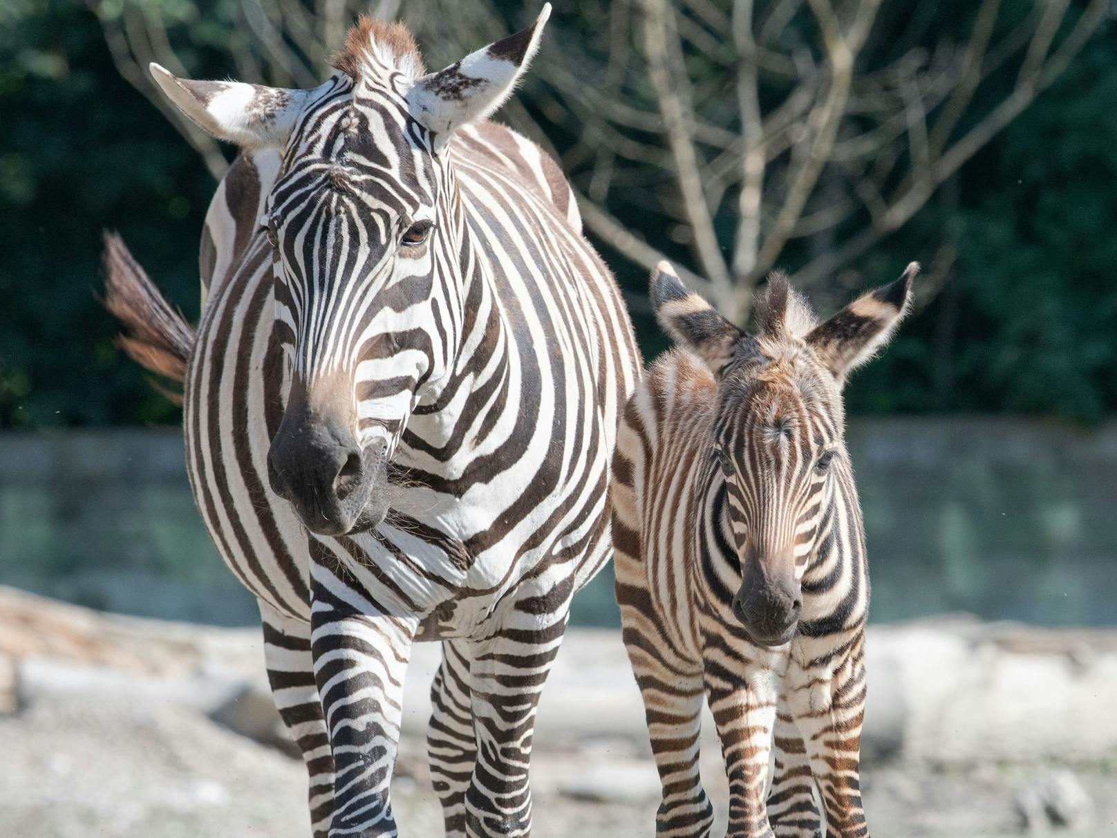Das Zebrababy hat bereits fast genauso lange Beine wie ihre Mutter.