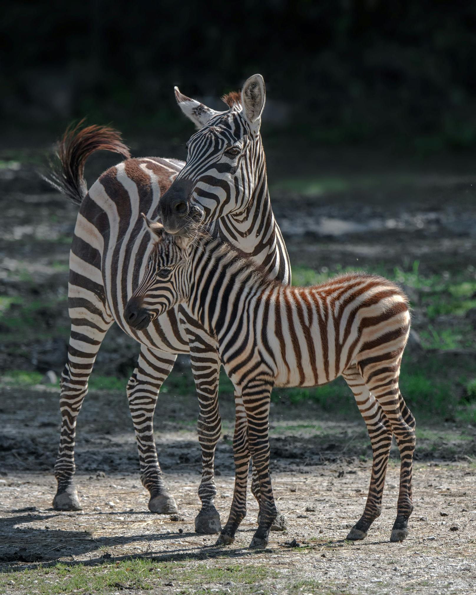 Das Zebrajunge weicht seiner Mutter nicht von der Seite.
