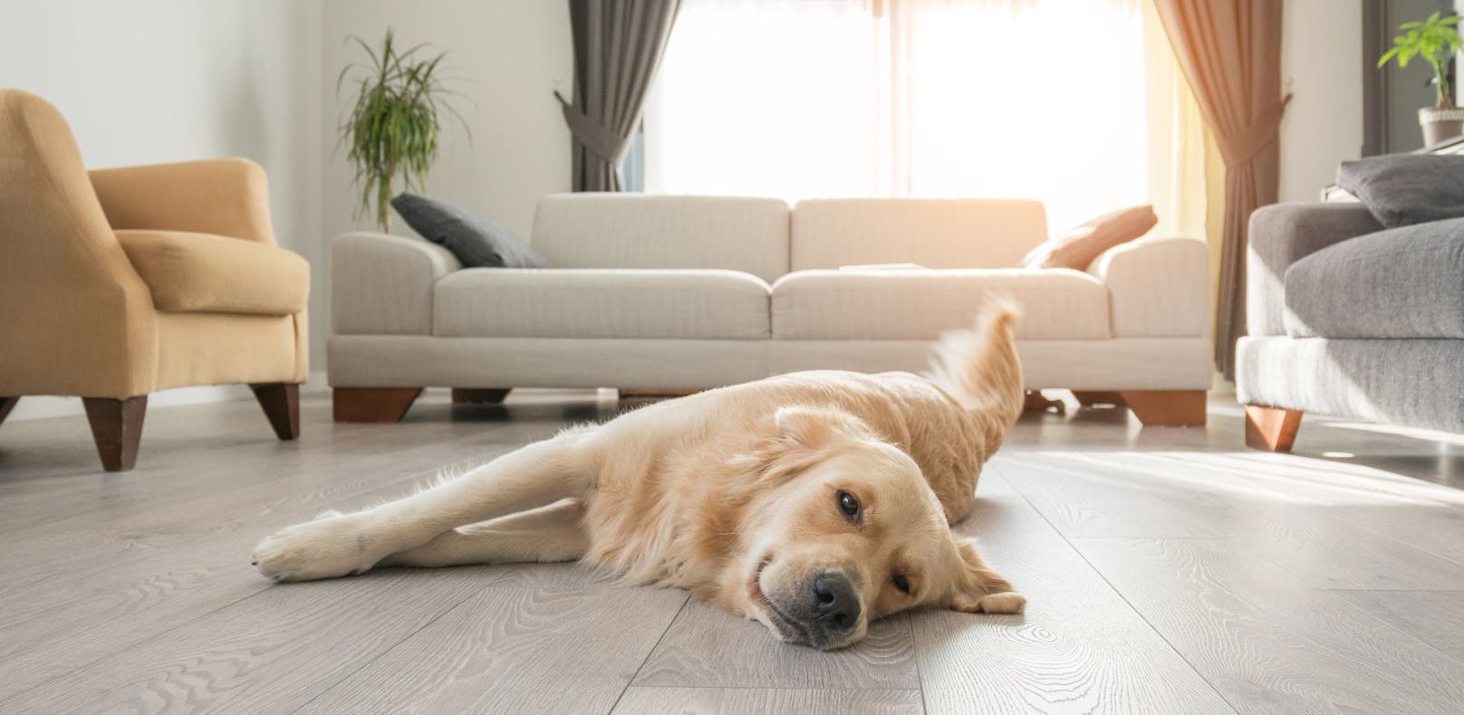 <strong>"Geh nur"</strong>: Wenn dein Hund entspannt zuhause bleibt, während du einem Termin nachgehst, vertraut er dir total.
