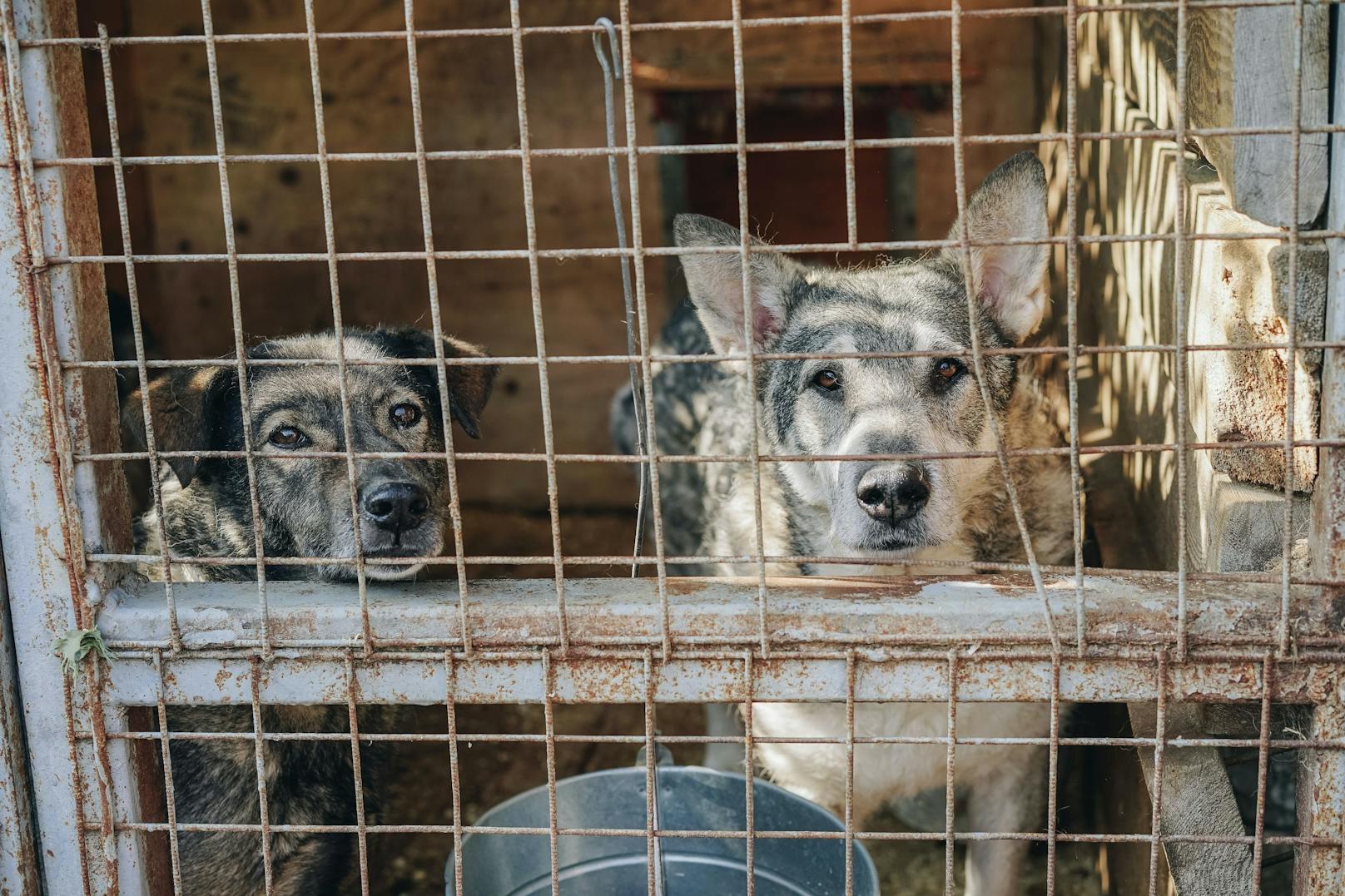 Insgesamt neun Hunde waren in einem Keller eines Wohnhauses und in einem Hundezwinger eingeschlossen.