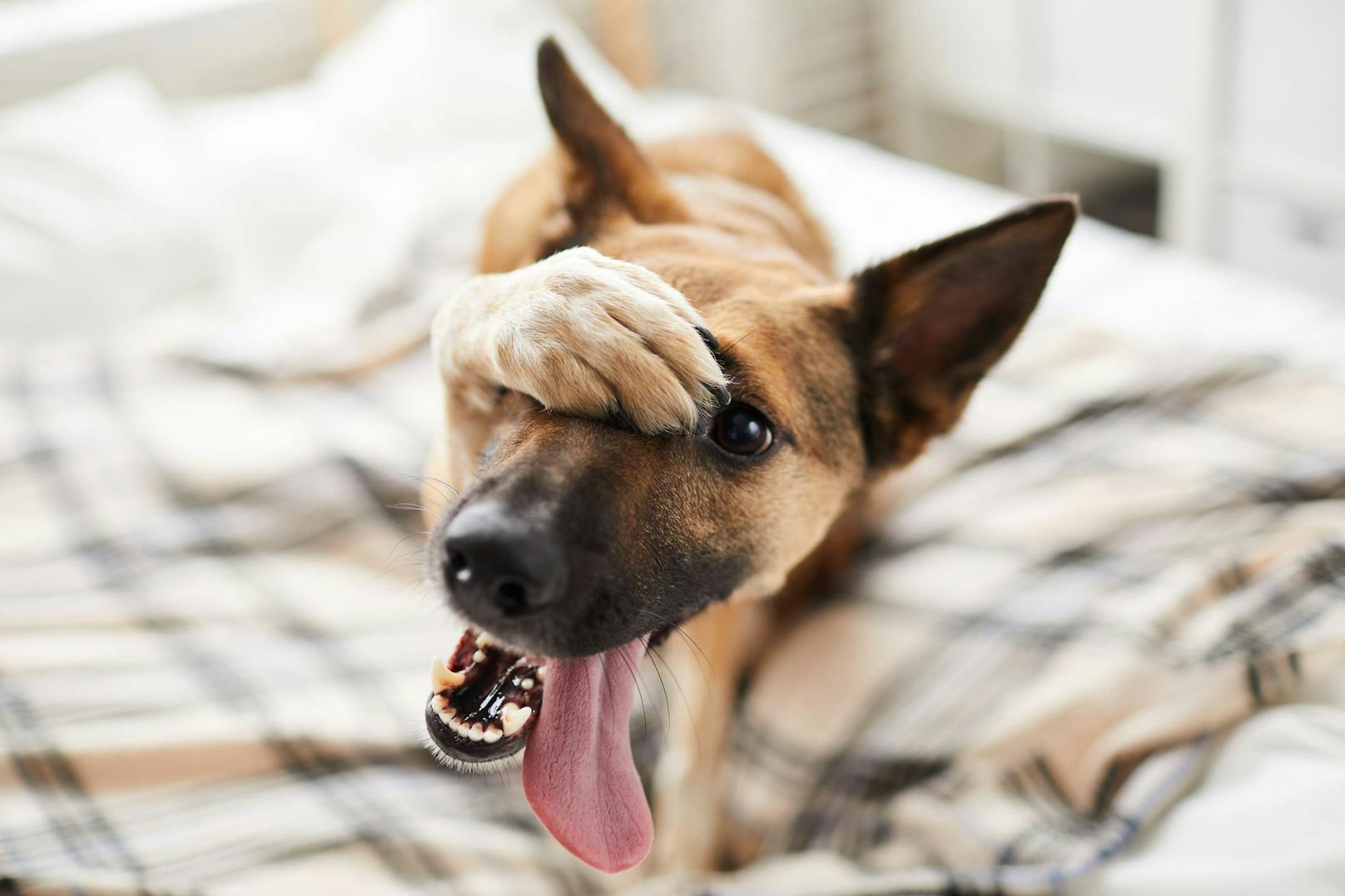 <strong>REAKTION:</strong> Wenn dein Hund eine kurze Reaktionszeit bei Befehlen wie "Sitz", "Platz", oder "Hier" zeigt, kann dies ebenfalls auf Vertrauen hinweisen. Hunde die nicht vertrauen, überlegen länger, ob sie Dinge ausführen.