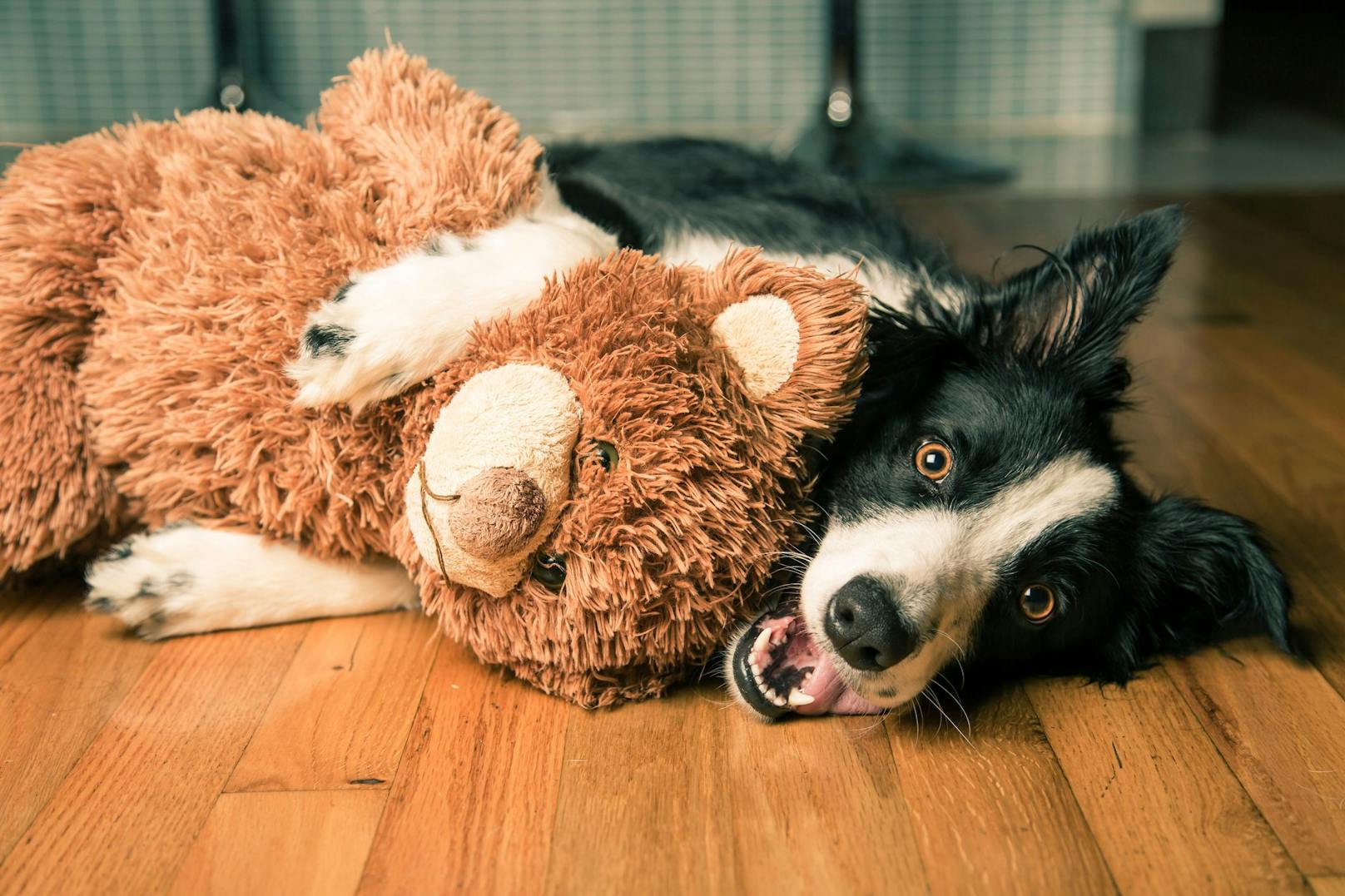 <strong>SPIELZEUG:</strong> Wenn dein Hund gerne mal auf sein Spielzeug verzichtet, oder es sogar mit dir teilt, ist dies der ultimative Vetrauensbeweis.