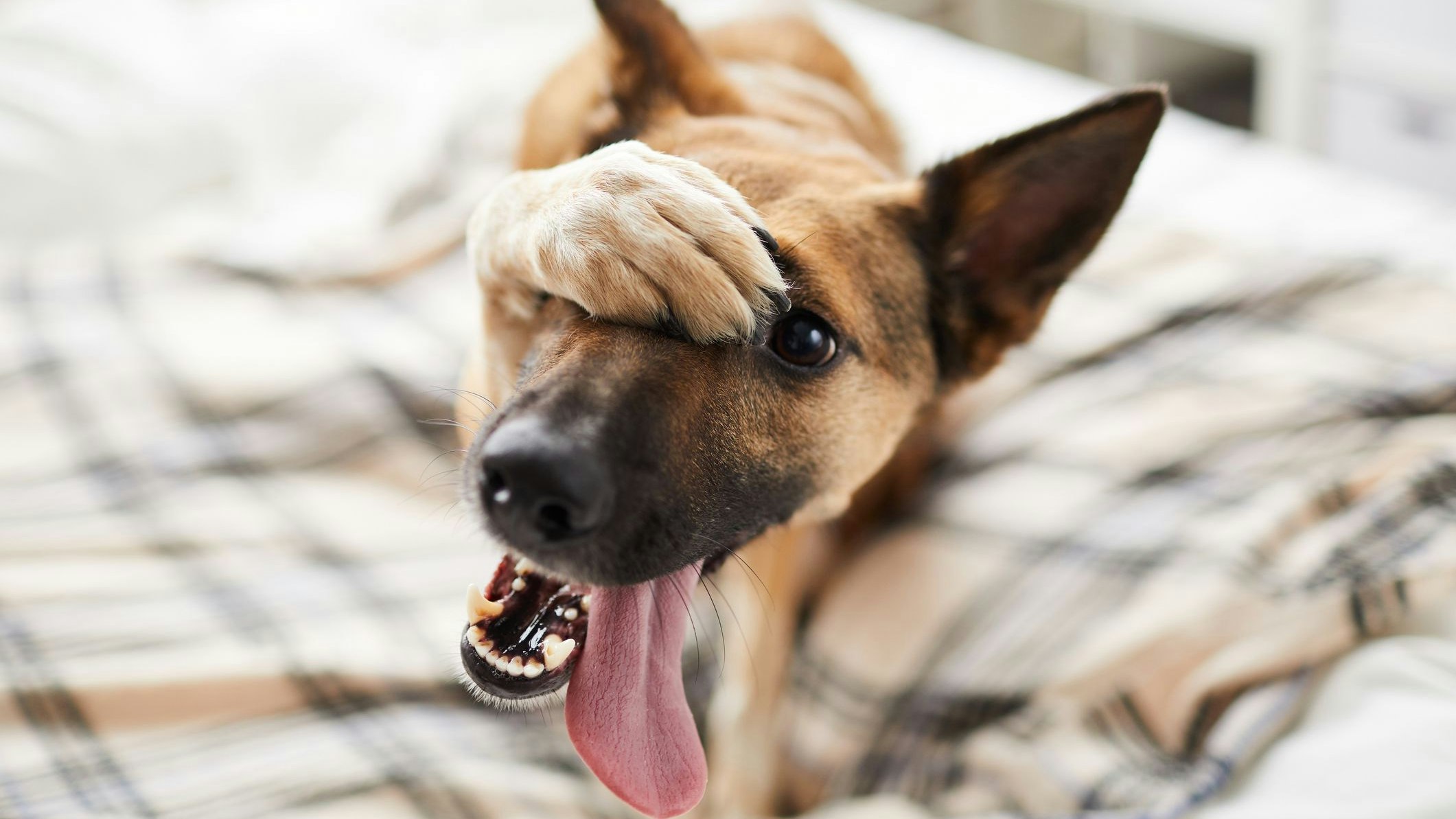 Hunde setzen ganz klare Zeichen für ihr Vertrauen in uns. 