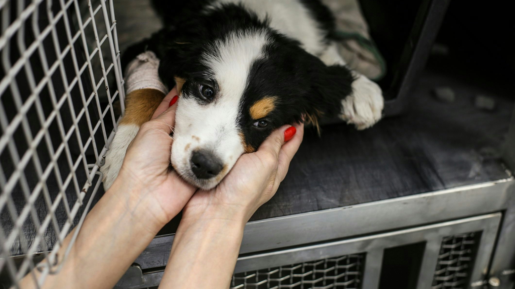 Sind österreichische Tierheime wirklich am Limit? Leider ja. 