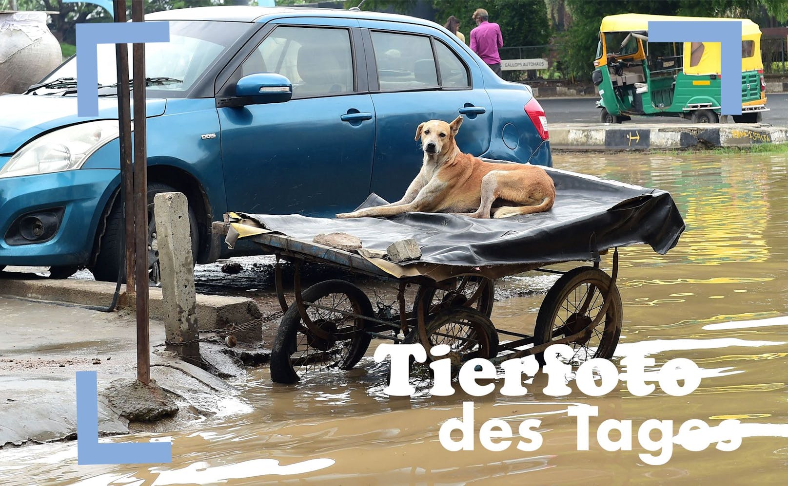 "Durch den Monsun". Ein streunender Hund sitzt auf einem Handkarren auf einer überschwemmten Straße nach heftigen Regenfällen in Ahmedabad, Indien.