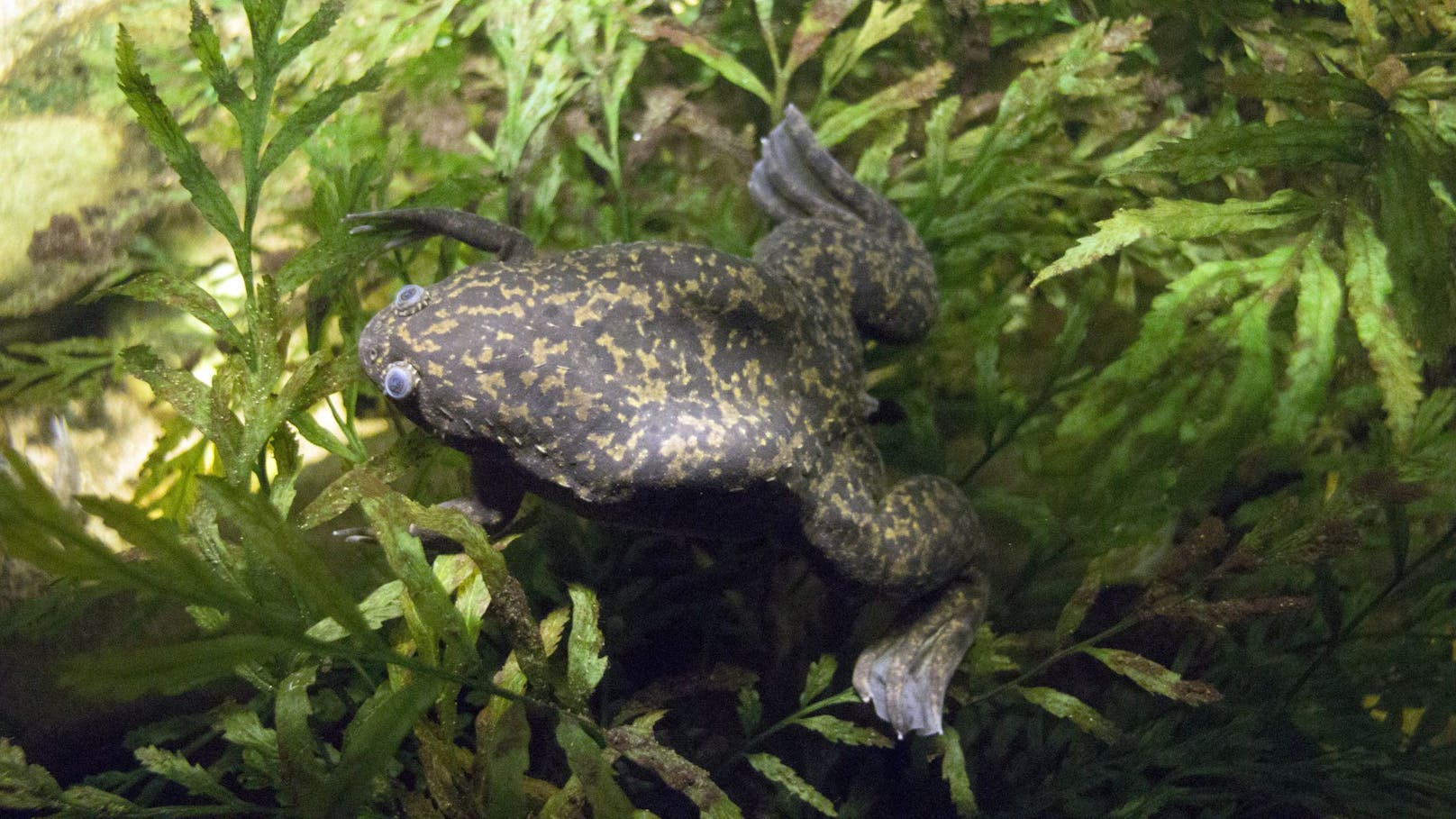 Seine Verwendung als Labortier, aber auch seine Beliebtheit als Aquariumtier lässt ihn aber mittlerweile weltweit auch in freier Wildbahn finden.