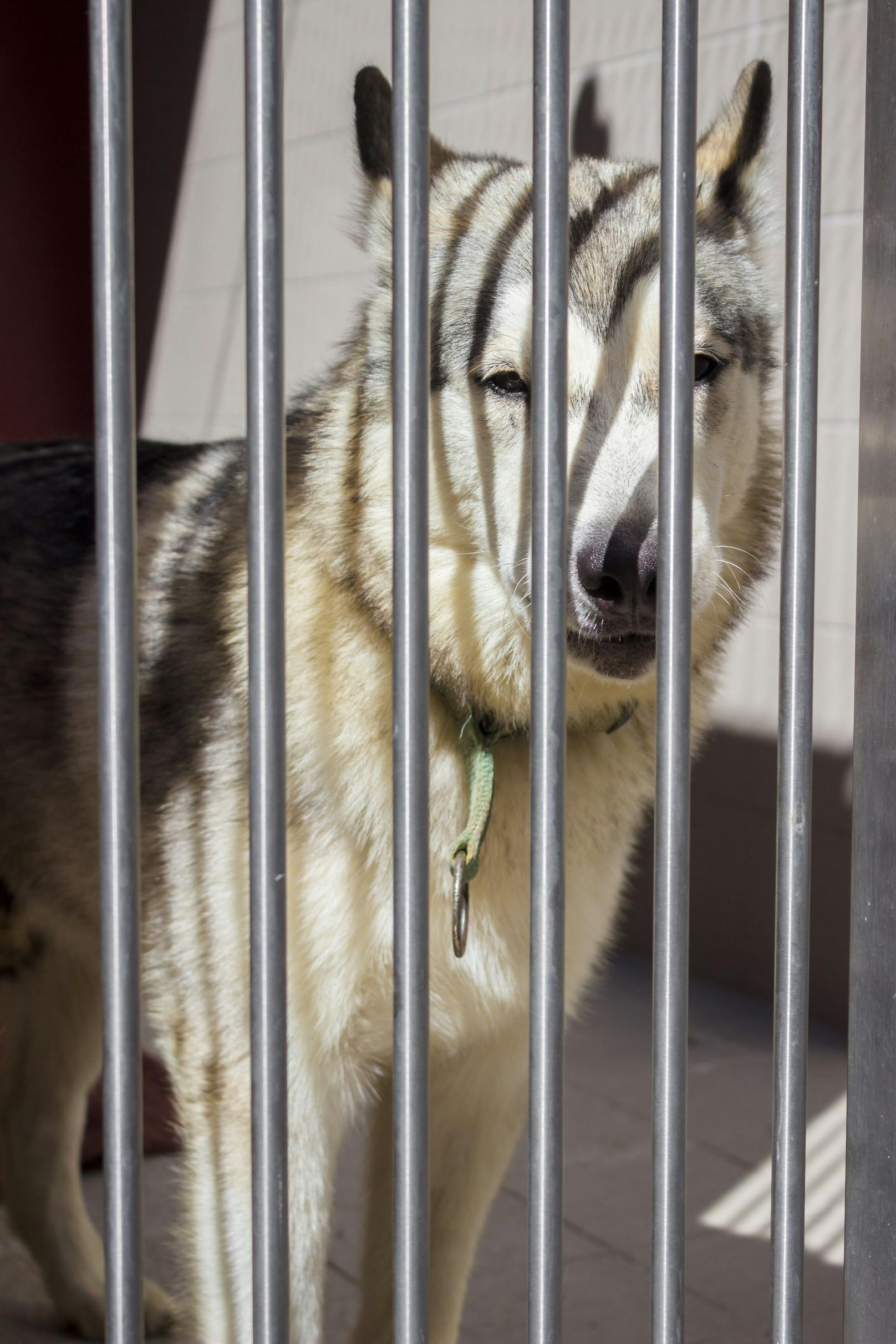 Ob es sich um eine Zucht oder verschiedene Hunde handelt, konnte noch nicht festgstellt werden.