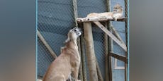 Ehemaliger "Kisten-Puma" findet Mädchen in Herberstein