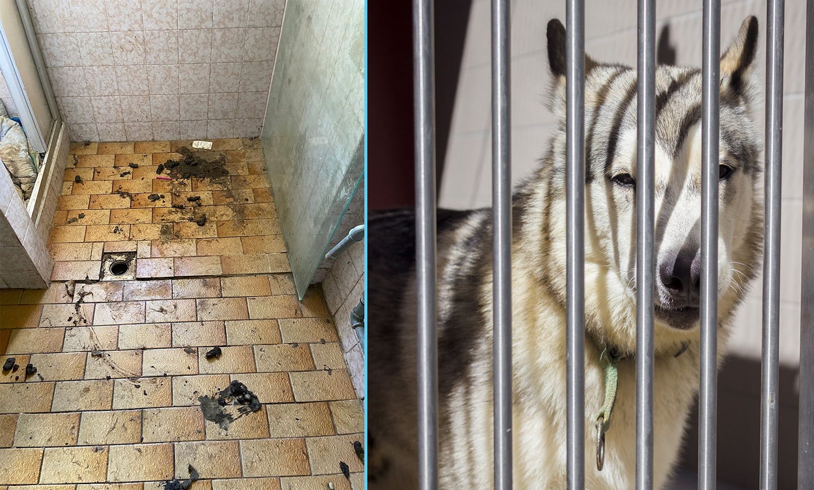 Insgesamt neun Huskys mussten aus einem völlig verdrecktem Keller in Kärnten befreit werden.